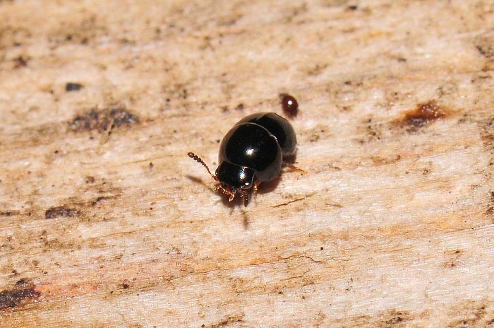 Agathidium cfr. dentatum (Leiodidae)